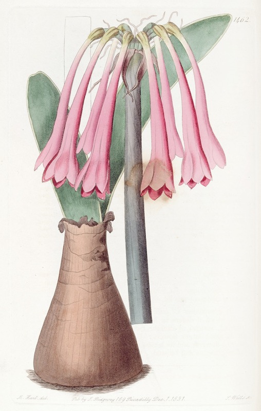 Sydenham Edwards - Flesh-coloured Cyrtanthus