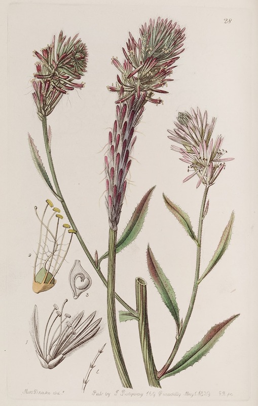 Sydenham Edwards - Foxtail Trichinium