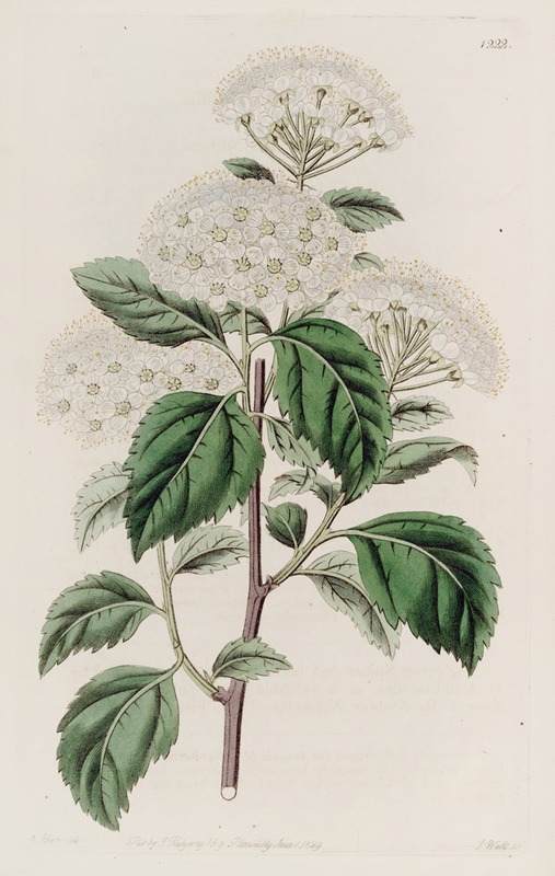 Sydenham Edwards - Germander-leaved Spiroea