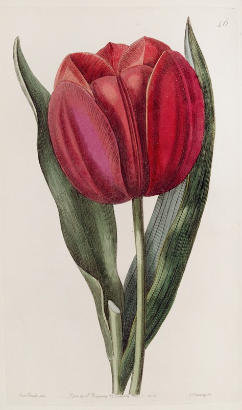 Sydenham Edwards - Gesner’s Tulip