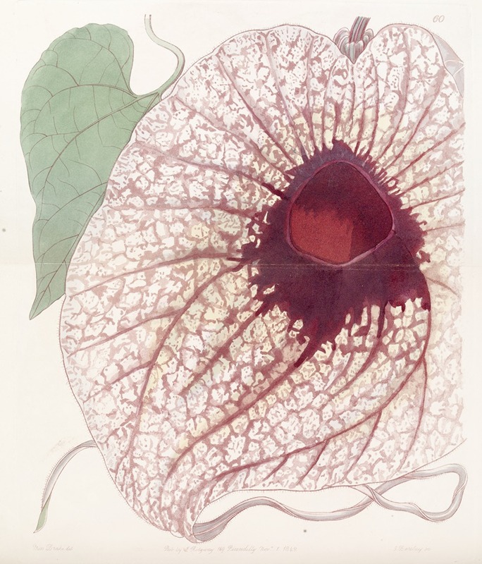 Sydenham Edwards - Giant Birthwort