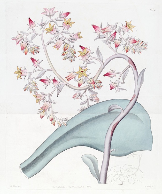 Sydenham Edwards - Gibbous-flowered Echeveria
