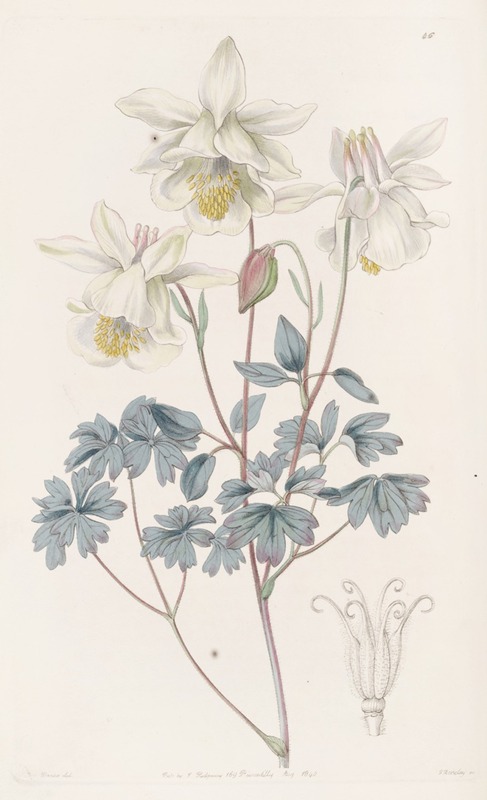 Sydenham Edwards - Glaucous Columbine