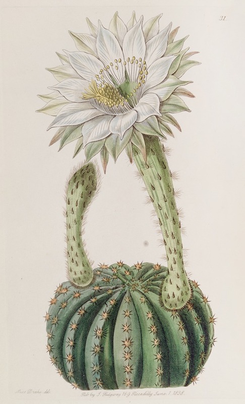 Sydenham Edwards - Glaucous Sweet-scented Porcupine Cactus