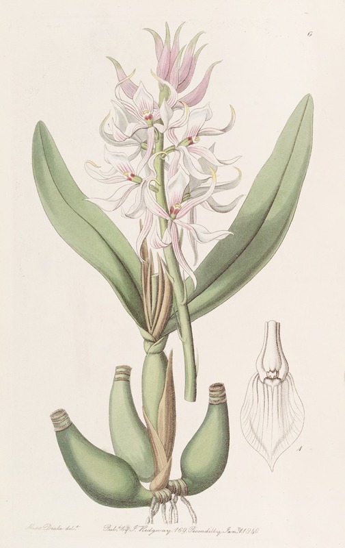 Sydenham Edwards - Glumaceous Epidendrum