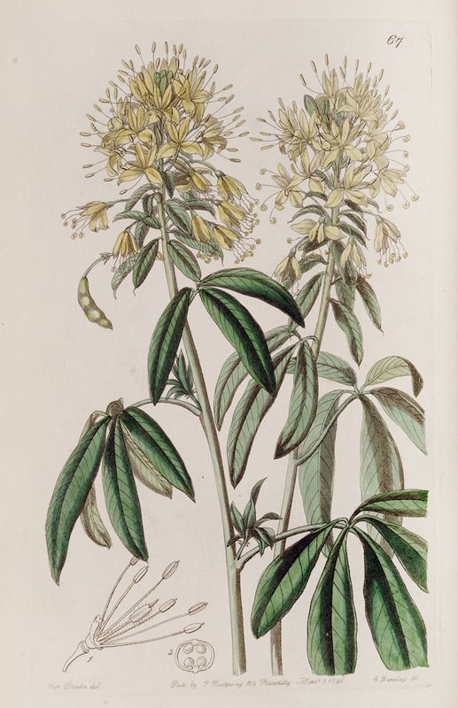 Sydenham Edwards - Golden Cleome