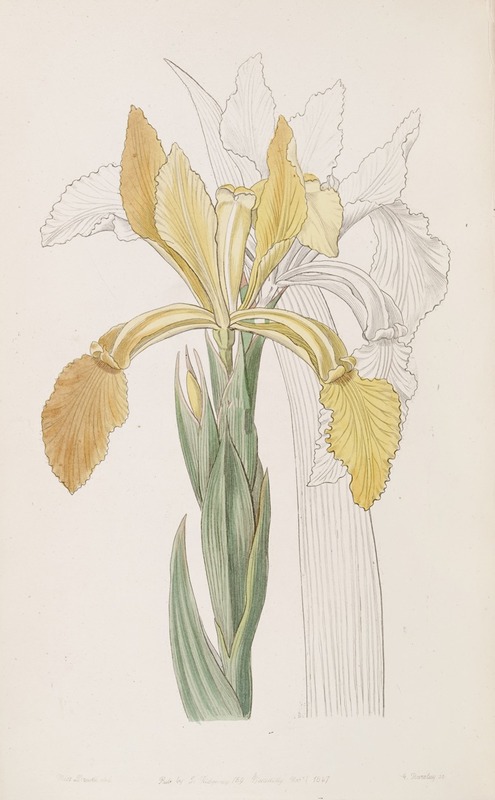 Sydenham Edwards - Golden Iris