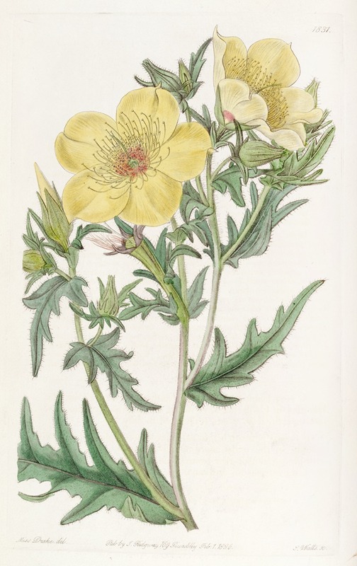 Sydenham Edwards - Golden-flowered Bartonia
