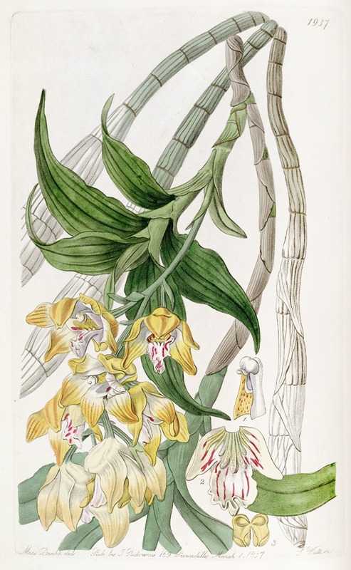 Sydenham Edwards - Golden-flowered Chysis
