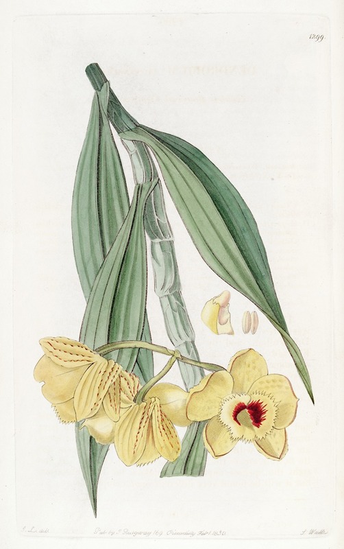 Sydenham Edwards - Golden-flowered Dendrobium