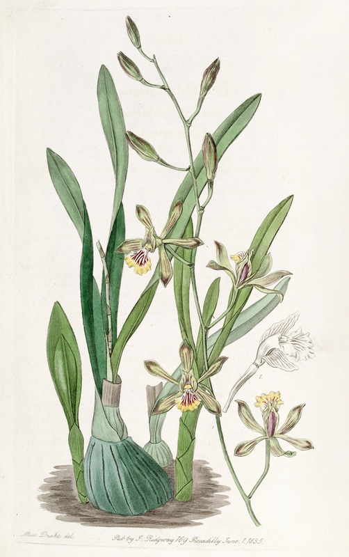 Sydenham Edwards - Graceful Epidendrum