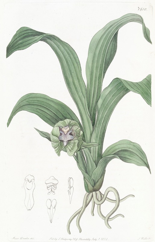 Sydenham Edwards - Green Maxillaria