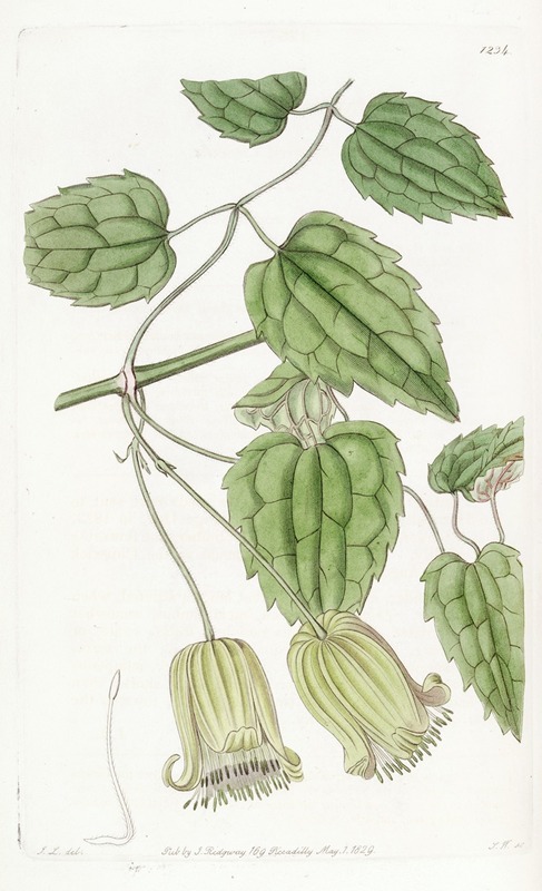 Sydenham Edwards - Green-flowered Clematis