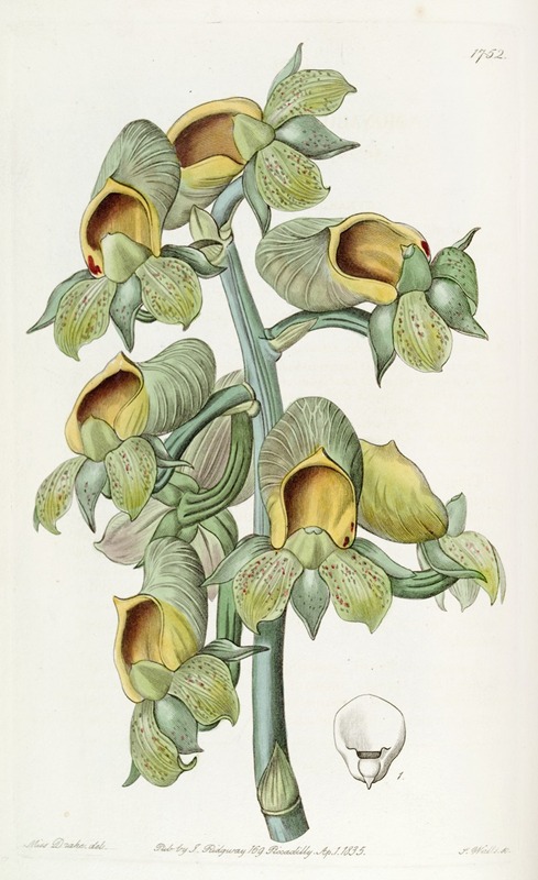 Sydenham Edwards - Green-flowered Cowlwort