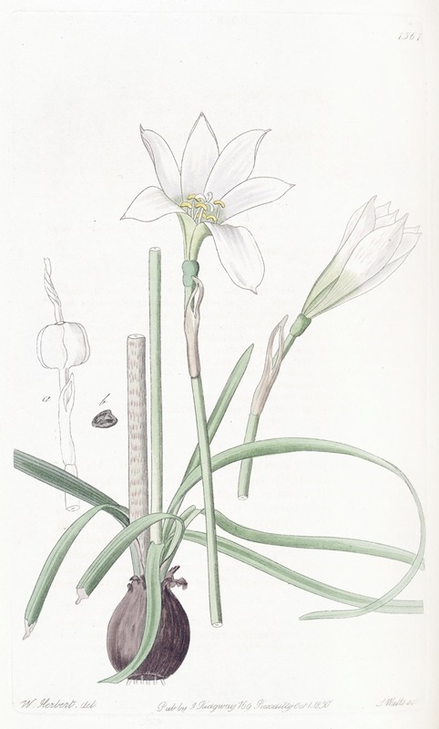 Sydenham Edwards - Half-green Zephyranthes