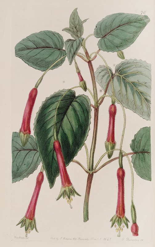 Sydenham Edwards - Heart-leaved Fuchsia