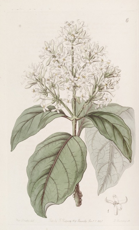 Sydenham Edwards - Himalayan Lilac