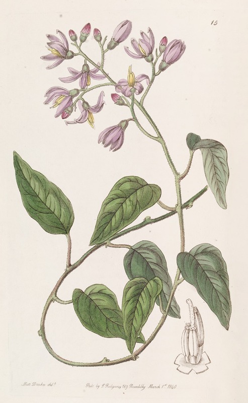 Sydenham Edwards - Hook-petalled Solanum