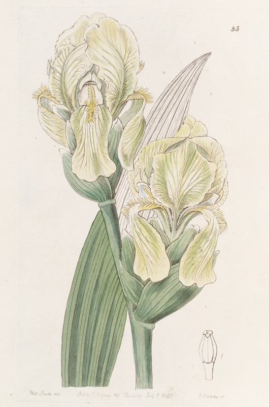 Sydenham Edwards - Imbricated Iris