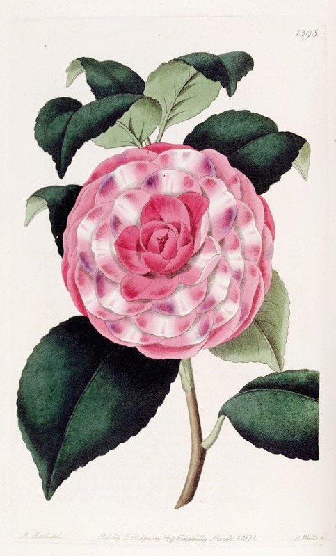 Sydenham Edwards - Imbricated Japan Rose