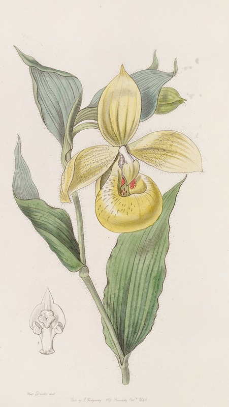 Sydenham Edwards - Irapean Lady’s Slipper or Pelican flower