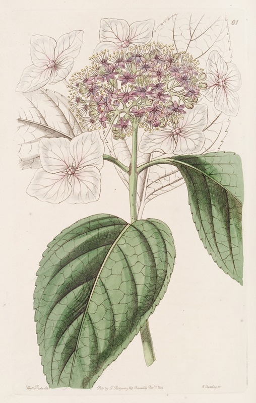 Sydenham Edwards - Japan Hydrangea