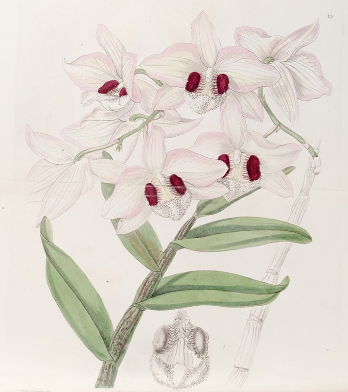 Sydenham Edwards - Lady Dalhousie’s Dendrobium