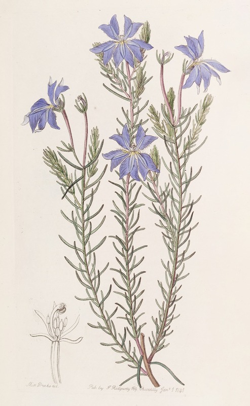 Sydenham Edwards - Large Blue Leschenaultia