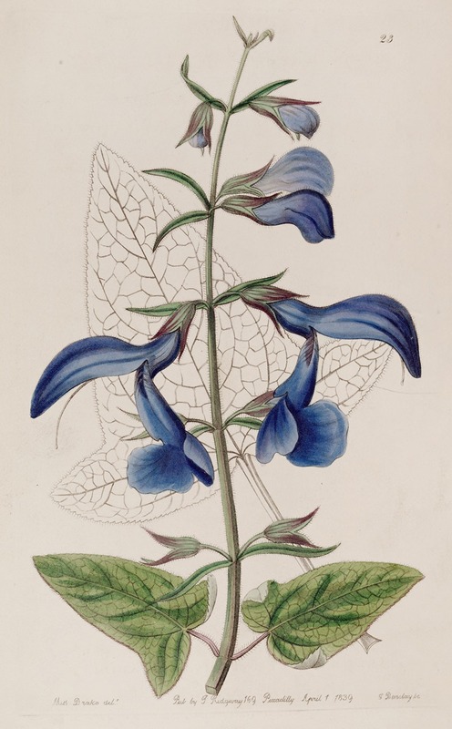 Sydenham Edwards - Large Blue Mexican Sage