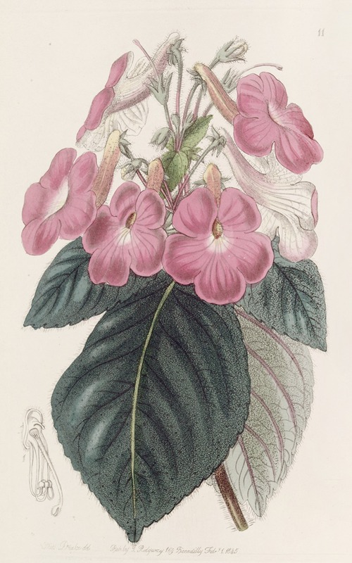 Sydenham Edwards - Large-flowered Achimenes