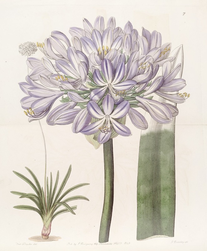 Sydenham Edwards - Large-flowered African Blue-Lily