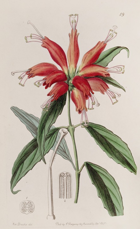 Sydenham Edwards - Large-flowered Blushwort