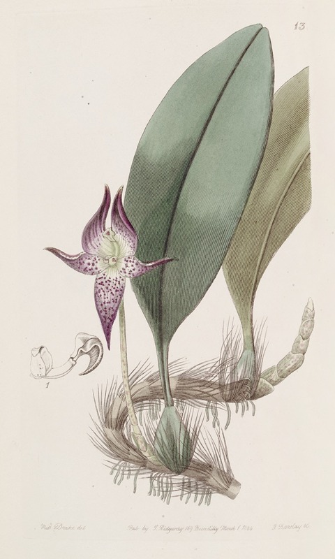 Sydenham Edwards - Large-flowered Bolbophyllum