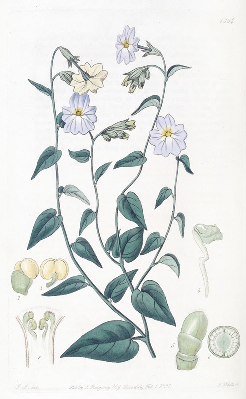 Sydenham Edwards - Large-flowered Browallia