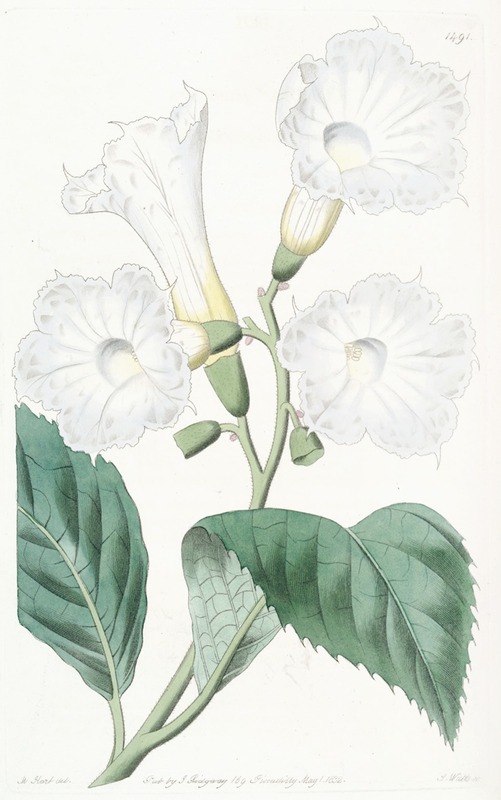 Sydenham Edwards - Large-flowered Cordia