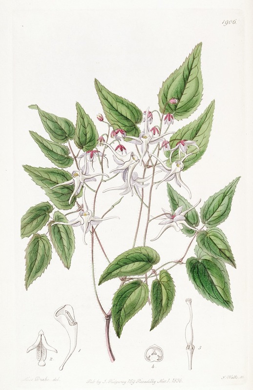 Sydenham Edwards - Large-flowered Epimedium