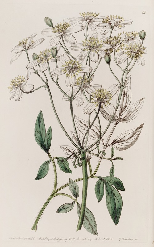 Sydenham Edwards - Large-flowered erect Clematis