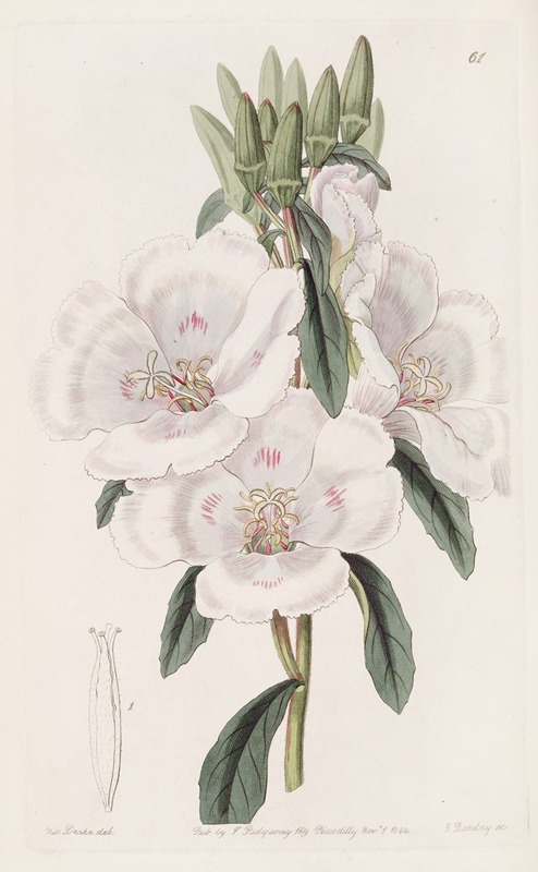Sydenham Edwards - Large-flowered Godetia