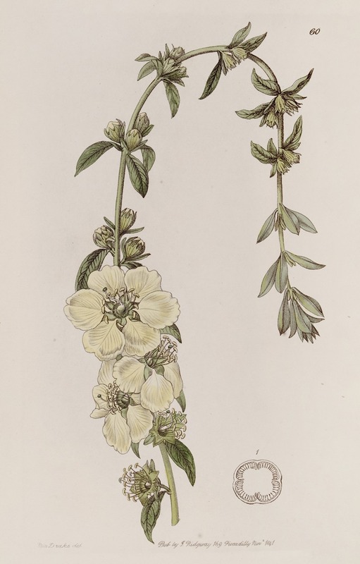 Sydenham Edwards - Large-flowered Heimia