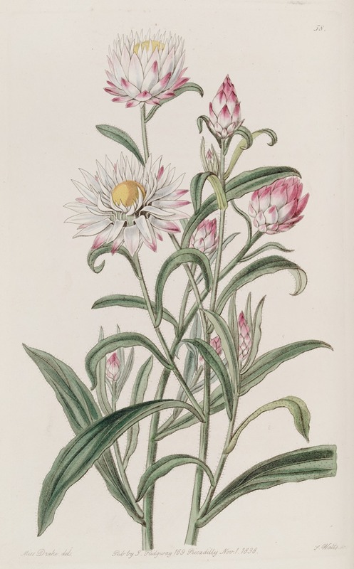 Sydenham Edwards - Large-flowered Helichrysum