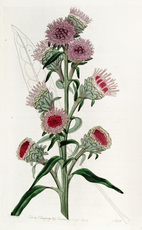 Sydenham Edwards - Large-flowered Liatris