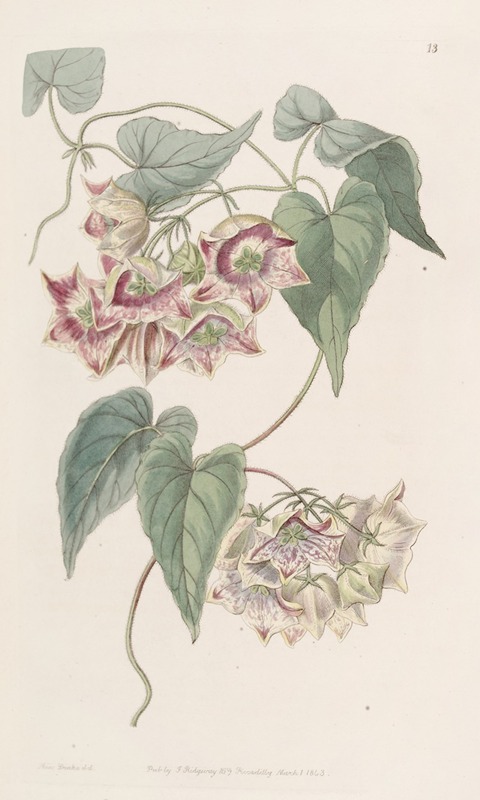 Sydenham Edwards - Large-flowered Philibertia