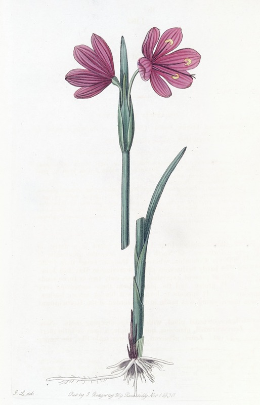 Sydenham Edwards - Large-flowered Sisyrinchium