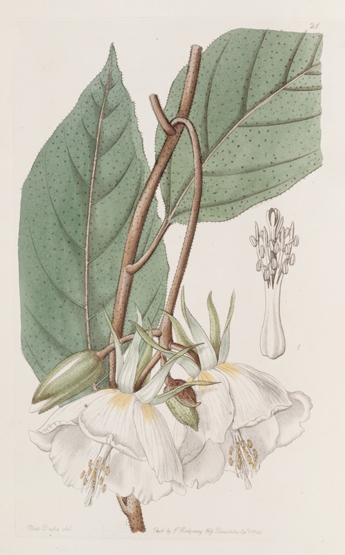 Sydenham Edwards - Large-flowered Trochetia