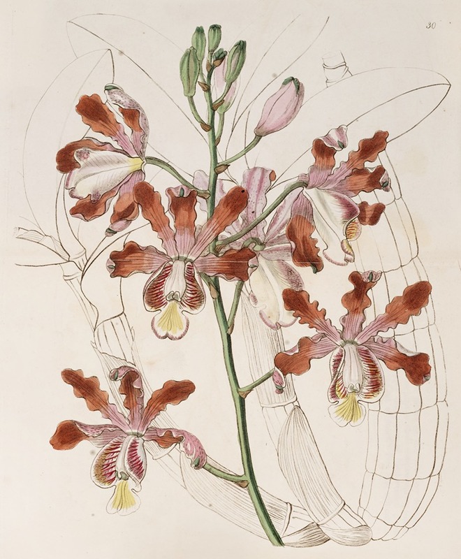 Sydenham Edwards - Large-flowered variety of the Trumpet Schomburgkia