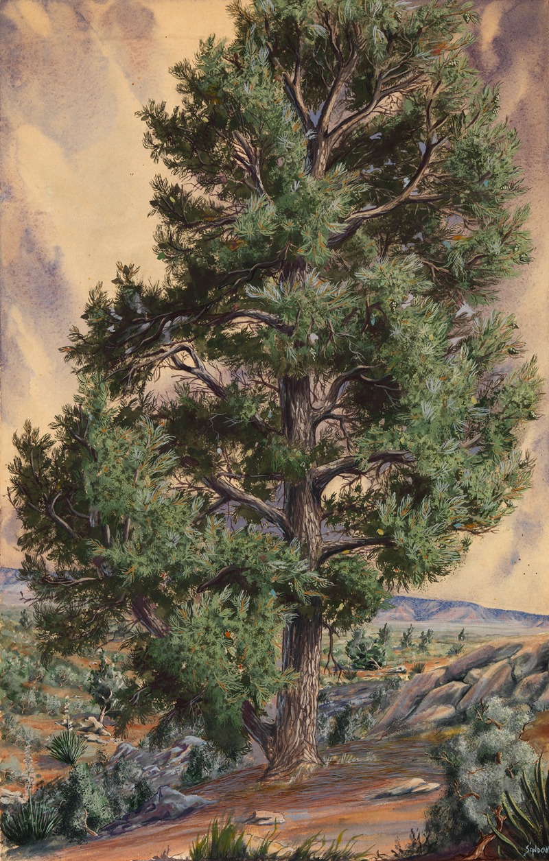 Sandow - Pine Tree