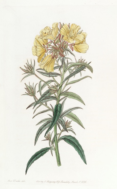 Sydenham Edwards - Late-flowering Evening Primrose