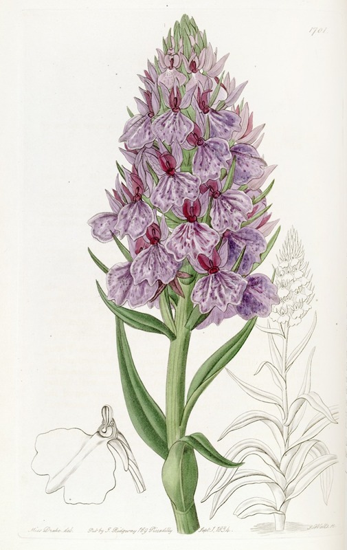 Sydenham Edwards - Leafy-spiked Orchis