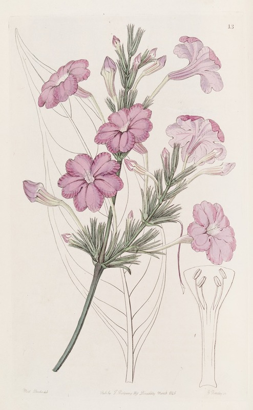 Sydenham Edwards - Lilac-flowered Ruellia.