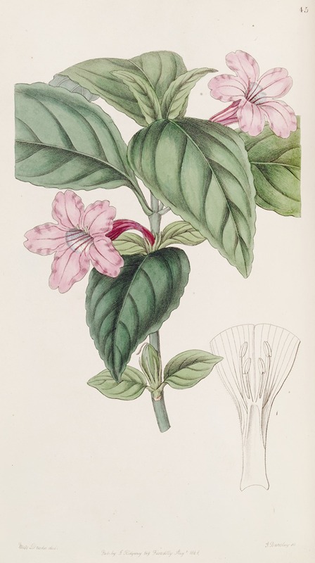 Sydenham Edwards - Lilac-flowered Ruellia